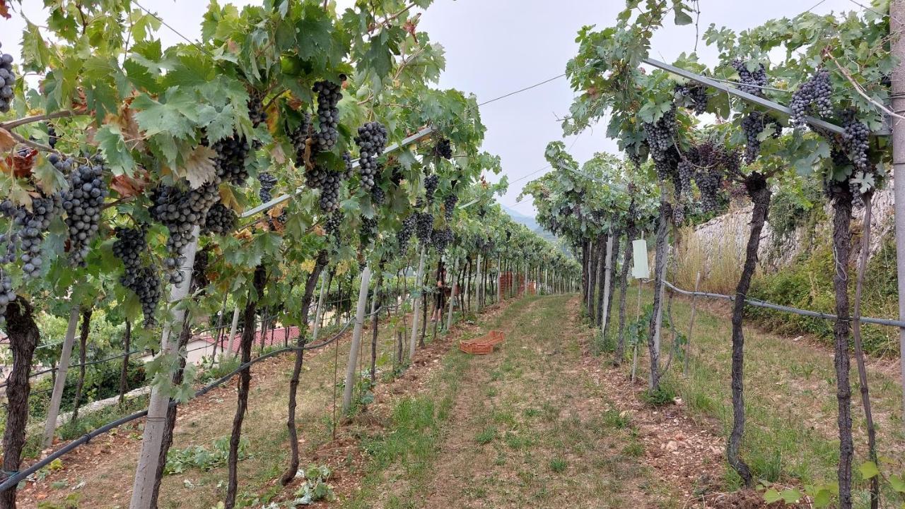 Azienda Agrituristica Corteforte ฟูมาเน ภายนอก รูปภาพ