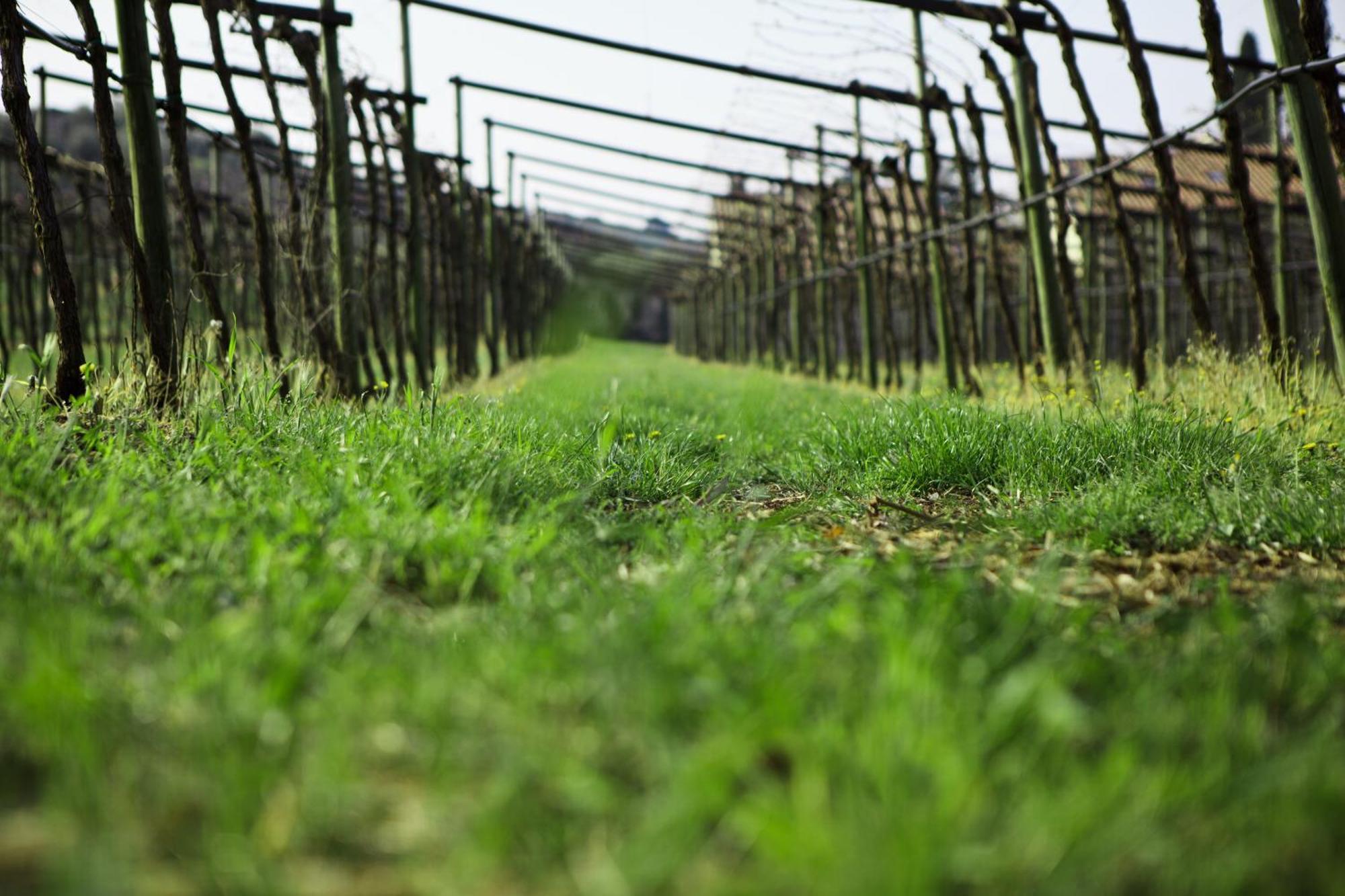 Azienda Agrituristica Corteforte ฟูมาเน ภายนอก รูปภาพ