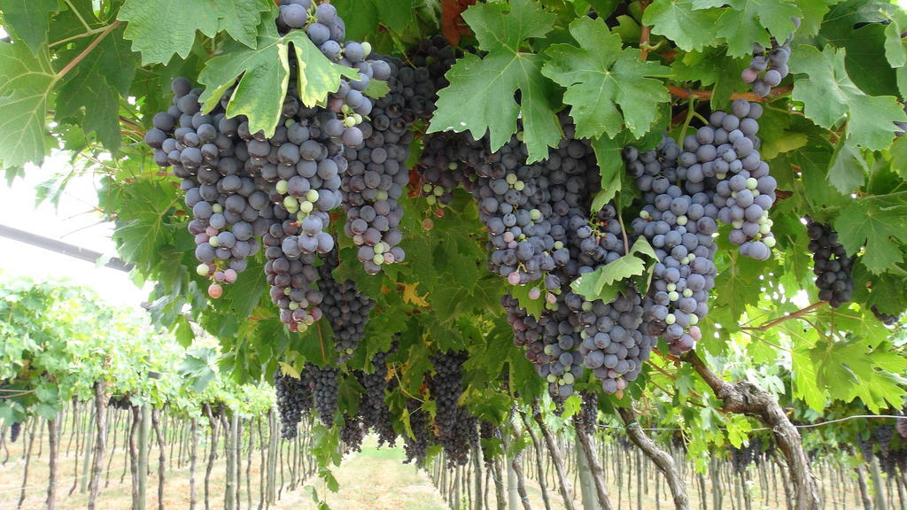 Azienda Agrituristica Corteforte ฟูมาเน ภายนอก รูปภาพ